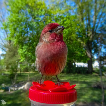 Click to go to calendar shop