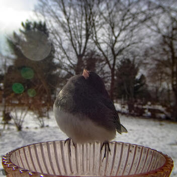 Click to go to calendar shop