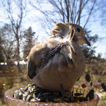 Click to go to calendar shop