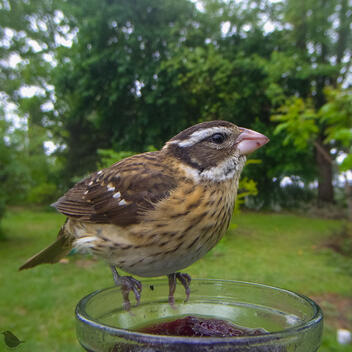 Click to go to calendar shop