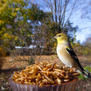 Click to go to calendar shop