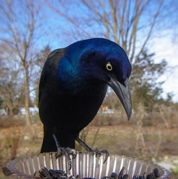 Click to go to calendar shop