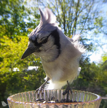 Click to go to calendar shop