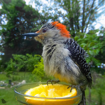 Click to go to calendar shop